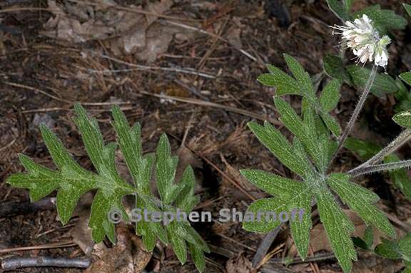 hydrophyllum occidentale 5 graphic